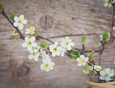 Kirschblüten